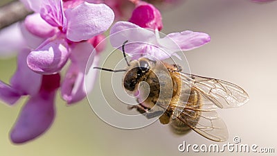 Bee on small pink flowers Paulownia close-up Stock Photo