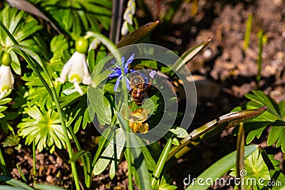 Bee on snowdrops, springtime Stock Photo