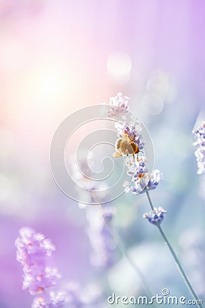 Bee on Spanish lavender on a Sunny day. Decorative summer plant background Stock Photo