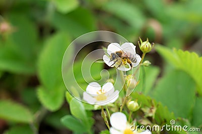 Bee on spring blooming strawberries. bee collects pollen strawberry flowers blooms in bed on organic farm Stock Photo