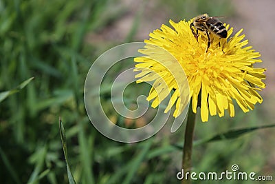 Bee in spring Stock Photo