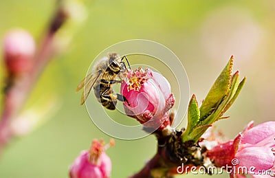 Bee on a spring pink flower Stock Photo