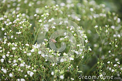 Bee in a stevia field Stock Photo