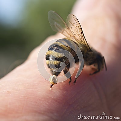 Bee Sting - a weapon of defense and attack Stock Photo