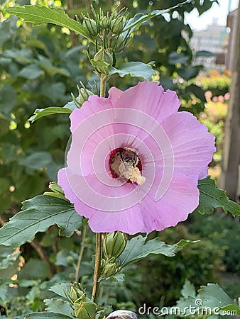 Bee having lunch inside flover Stock Photo