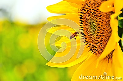 Bee and sun flower. Stock Photo