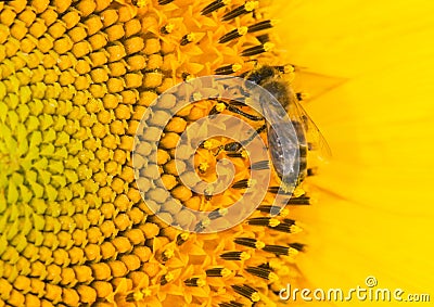 Bee and sunflower Stock Photo