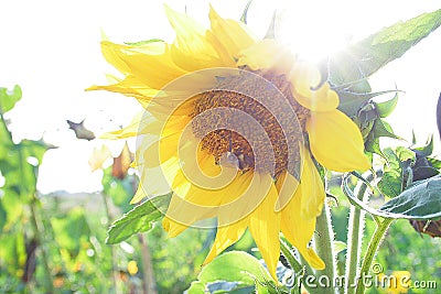 Bee on sunflower Stock Photo