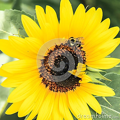 Bee on Sunflower Stock Photo