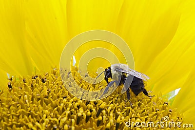 Bee on a sunflower Stock Photo