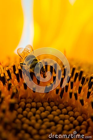 Bee on sunflower gathering for honey Stock Photo