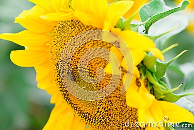 Bee on a sunflower macro photo. summer harvest time and honey. insect on a yellow flower during the day Stock Photo