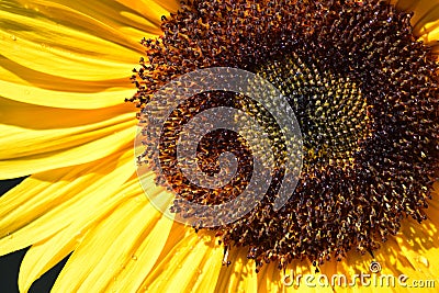 Bee Sunflower Macro 03 Stock Photo