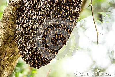 Bee swarm close up photo,Asiatic honey bee, apis cerana, wild bee swarm on branch in jungle. Wilpattu national park. Sri Lanka, Stock Photo