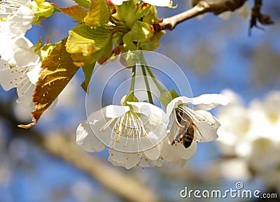 Bee on a sweet cherry flower Stock Photo