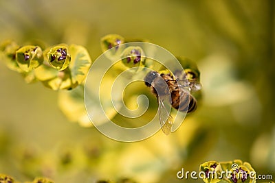 Bee taking nectar from blossom of Euphorbia plant Stock Photo