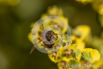 Bee taking nectar from blossom of Euphorbia plant Stock Photo