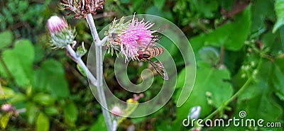 A bee is taking nectar from a flower Stock Photo