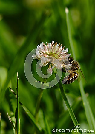 Bee taking nectar and pollinating flower Stock Photo