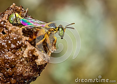Bee Tetragonisca angustula - Photo of a bee Tetragonisca angustula coming out of the hive Stock Photo