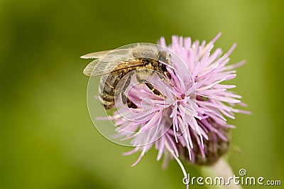 Bee on thistle Stock Photo