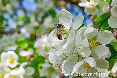 Bee toil on the flowers of the Apple tree Stock Photo