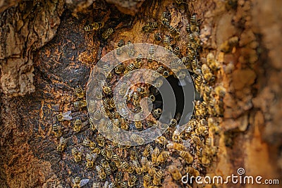 A bee tree - bees apis mellifera living in tree Stock Photo