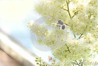 Bee on a tree branch blooming in white flowers Sorbaria sorbifolia Stock Photo