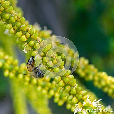 Bee upside down on an palm flower Stock Photo