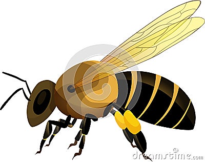 Bee Vector Illustration