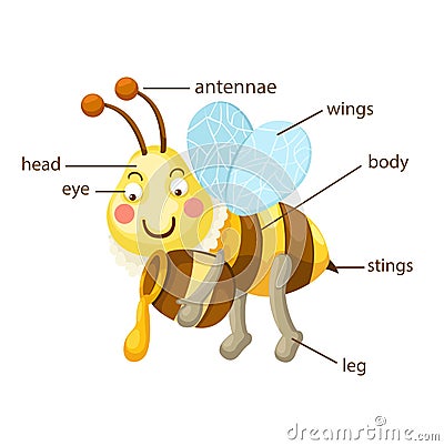 Bee vocabulary part of body Vector Illustration