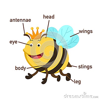 Bee vocabulary part of body.vector Vector Illustration