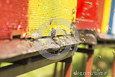 The bee was sipping the nectar and returning to beehive. Bees co Stock Photo