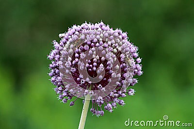 Bee and wasp on top of Allium or Ornamental onion round flower head composed of dozens of closed star shaped light purple flowers Stock Photo