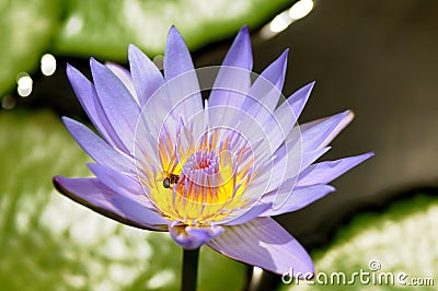 bee and water lilly Stock Photo