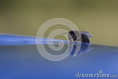 Bee on water mirror Stock Photo