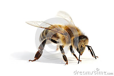 Bee Stock Photo