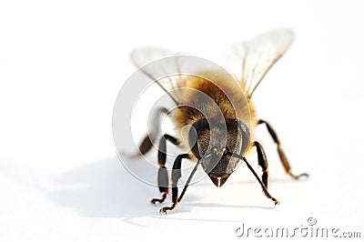 Bee Stock Photo