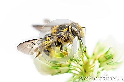 Bee on white clover flower Stock Photo