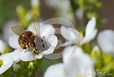 Bee on white flower Stock Photo