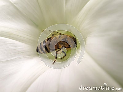 Bee on white flower Stock Photo