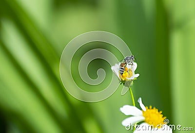 Bee on white grass flower close-up Stock Photo