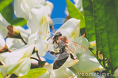 Bee at work on acacia flower Stock Photo