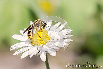 Bee at work on daisy Stock Photo