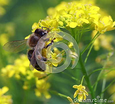 Bee at work Stock Photo