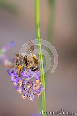 Bee at work on lavender Stock Photo