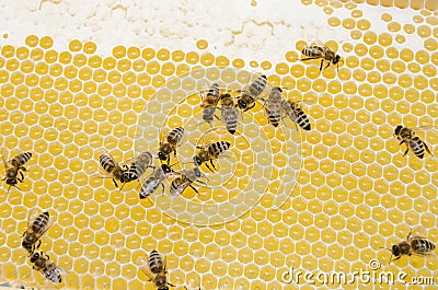 Bee working Stock Photo