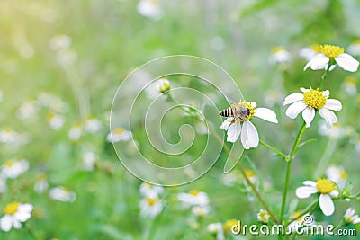 Bee working on wild weed flower field, Spanish needles, in morning sunlight of spring season. Stock Photo