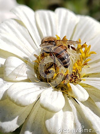 A bee's life Stock Photo