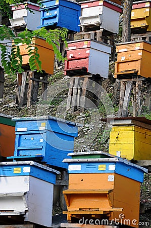 Bee Yard on the Hill in Bulgaria Stock Photo